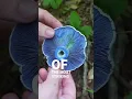 Download Lagu 3 Unique Mushrooms you can Forage!