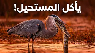 طائر البلشون سف اح المستنقعات الصامت   الضربة التي لا ت خطئ أبدا     وثائقي دندنها