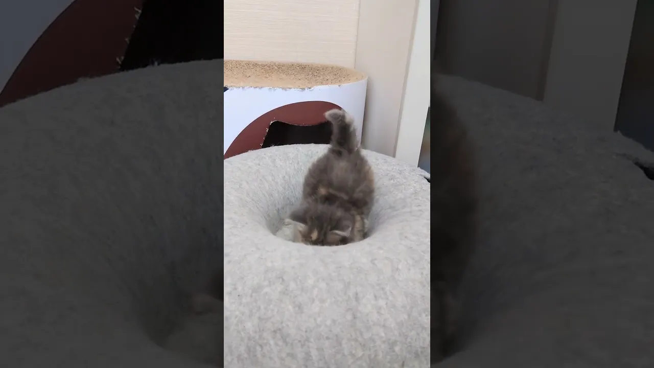 動画