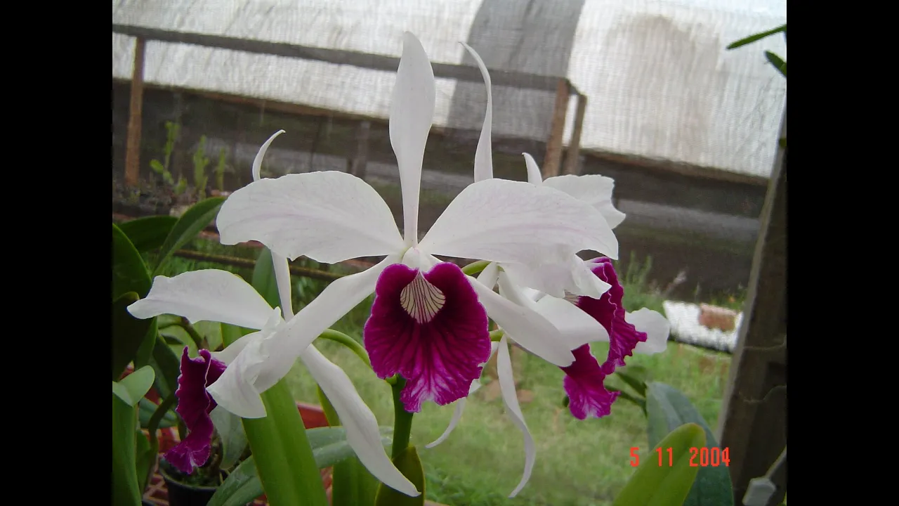 COMO REPLANTAR ORQUÍDEAS LÉLIA (LAELIA) EM VASO MAIOR