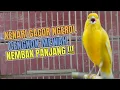 Lagu Suara Pancingan Kenari Paud Belajar Bunyi Ngriwik Cuit Cuit Masteran Kebari Paud Panjang