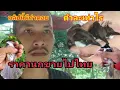 Download Lagu ราคานกกกรงหัวจุกขายไปไทยตัวเท่าไร คลิปนี้มีคำตอบ