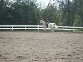 fox and i jump a 2'6 bounce to a 2'9 roll back oxer