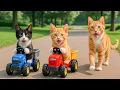 Download Lagu Ginger Kitten and Mother Cat Rescue an Abandoned Kitten During the Cabbage Harvest 🥬🐱❤️