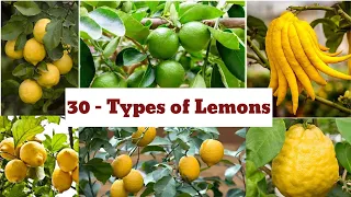 Download Lemons / types of lemons / lemon Catagory / 30 types of lemons MP3