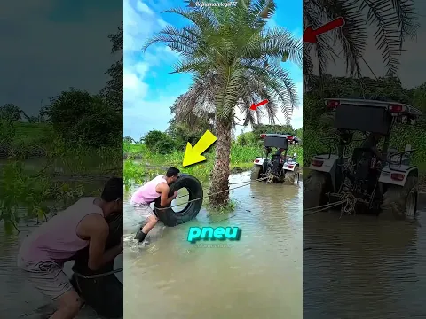 🌴O Coqueiro Não Queria Sair