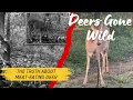 Deers Gone Wild The Truth About Meat-Eating Deers