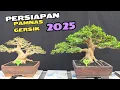 Download Lagu Cek Harga Bonsai Kontes Persiapan Pamnas Gersik 2025