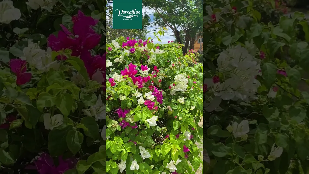 Versailles Nature Reel