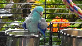 PARROT TV Natural Bird Parrotlet Sounds 🌺 Foraging, Bath For Forpus, Budgies, Lovebirds 