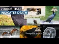 7 Strange Birds That Symbolizes Death and Sickness - Crushing The Birds of Darkness