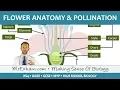 Plant reproduction - Flower anatomy and pollination