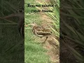 Download Lagu burung berkik/tiruk sawah