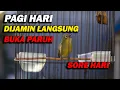 Download Lagu PANCINGAN PLECI NEMBAK PAGI HARI , TERAPI PLECI BELAJAR BUKA PARUH TERBAIK !!!!