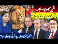 Lagu The Lion is a LIAR | PML-N Govt's REPUTATION is RUINED | Mansoor Ali Khan