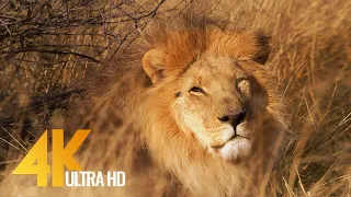 Lions in 4K 10 bit color - African Wild Animals