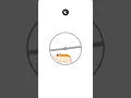 Cute Hamster Animated Running Loader HTML CSS