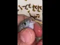 Download Lagu Blue cichlid fish gave birth to 23 babies 🐬😍👍🙏 #fish