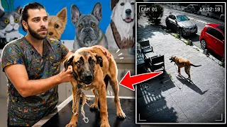 Sokak Köpeği Boynunda Bir Tasmayla Kapımızda Belirdi!