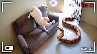 Gatos Furiosos vs. Animais Selvagens Flagrados pelas Câmeras