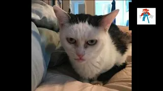 cursed cats with music 