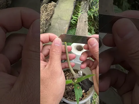 Sharing tips on grafting hibiscus cuttings onto roses.