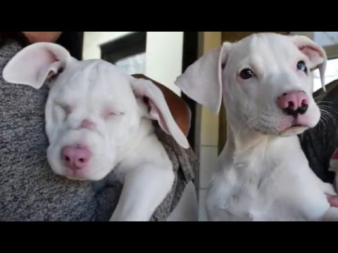 Blind, Deaf Puppy Relies on Sibling to Explore World