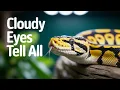 What are the SHEDDING Stages of a Ball Python