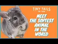 About Chinchillas Meet Our Chinchilla Houdini Tiny Tails To You for