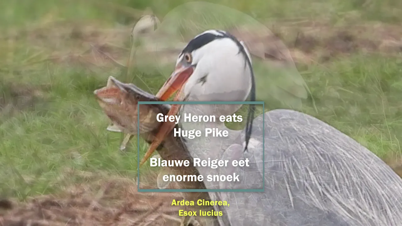 Heron eats huge pike / Reiger eet enorme snoek (Ardea cinerea, Esox lucius)