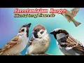 Download Lagu Masteran gereja tarung dengan terapi suara air
