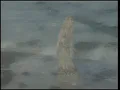 Güllü - Oyuncak Gibi