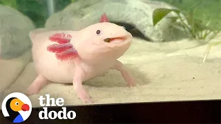 Woman Plays Tic-Tac-Toe With Her Axolotl...And He's Winning | The Dodo