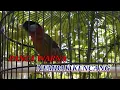 Download Lagu BURUNG PANCA WARNA BESET KENCANG