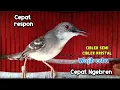 Download Lagu Masteran wajib ciblek semi dan ciblek kristal putar setiap hari ciblek gacor nembak ngebren