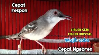 masteran wajib ciblek semi dan ciblek kristal putar setiap hari ciblek gacor nembak ngebren