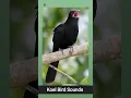Download Lagu Suara Burung Koel Asia ❤️ (2)