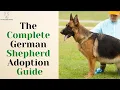 German Shepherd Adoption Gone Wrong Red Flags