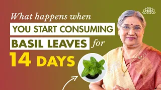 basil tulsi leaves benefits for weight loss hair growth u0026 skin tulsi leaves tea recipe stress