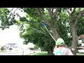 Kobalt 24volt brushless pole saw review