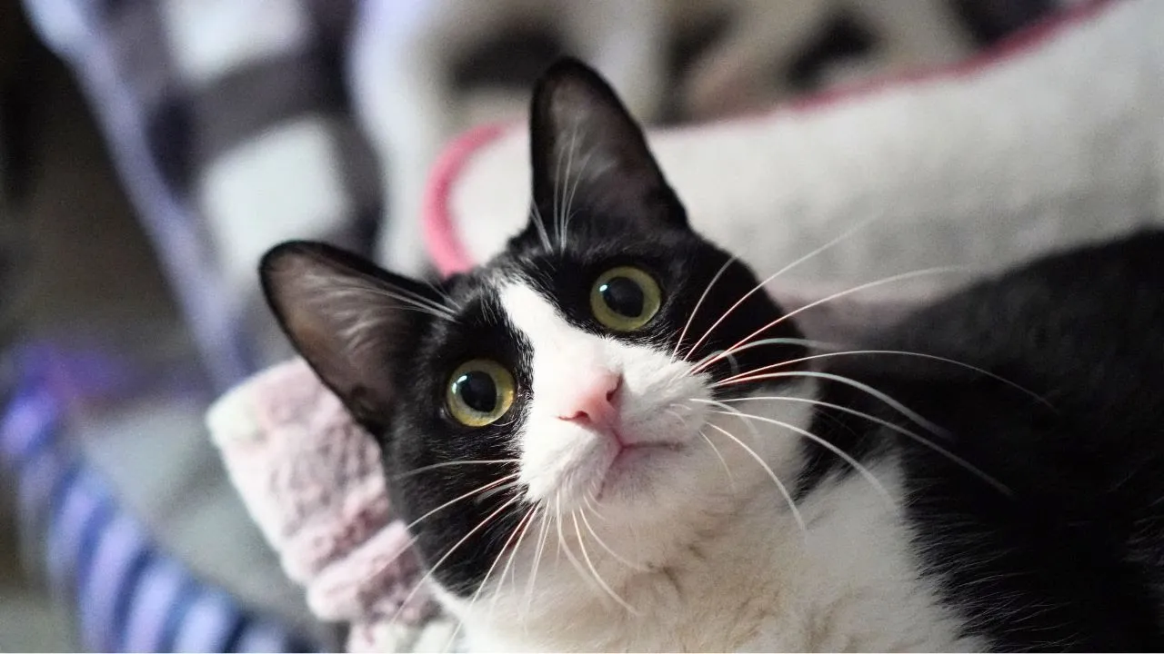 甘えん坊猫の新しいお氣に入りスポットはここです