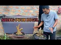 Download Lagu MENYALA BONSAI PROGRAMAN ANTING PUTRI KU😍🔥