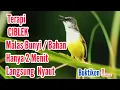 Download Lagu Full Terapi Ciblek macet Bunyi/Bisu || gak perlu lama burung jadi gacor mp3