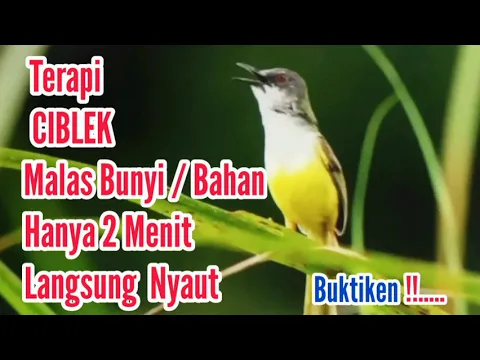 Download MP3 Full Terapi Ciblek macet Bunyi/Bisu || gak perlu lama burung jadi gacor mp3