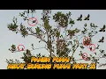 Lagu mulut burung punai dapat banyak !!! tajur pun d serbu burung punai