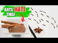 7 Smells That Ants Absolutely Hate Natural Ant Repellents
