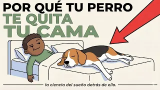 Psicología de los perros que duermen contigo (Lo que te están diciendo)