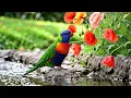 Poppy Meadow Stream 🌺 3 Hours Relaxing Piano, Water Sounds & Birdsong for Sleep, Study & Calm