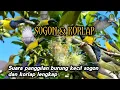 Download Lagu Suara pikat burung sogon dan korlap tercepat ❗2025 ribut ampuh 💯 silahkan coba