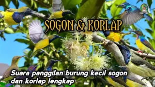 suara pikat burung sogon dan korlap tercepat 2025 ribut ampuh silahkan coba